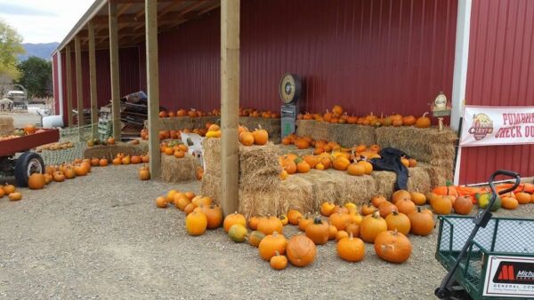 Lazy P Adventure Farm & Barn of Terror