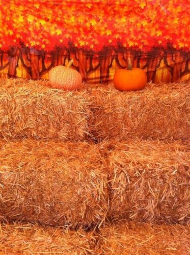 Piedmont Avenue Pumpkin Patch