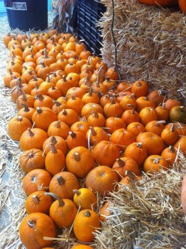 Piedmont Avenue Pumpkin Patch