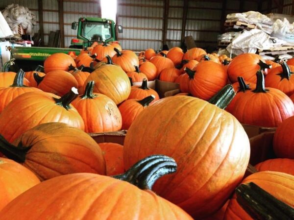 Pineland Farms