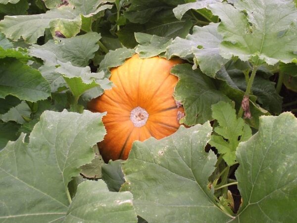 Pineland Farms