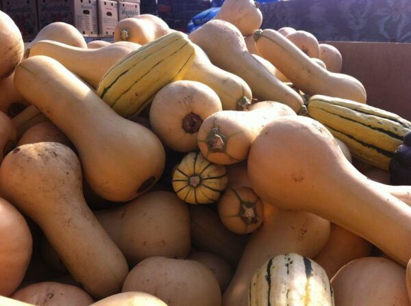 Pineland Farms