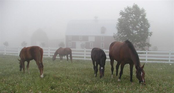 Pineland Farms