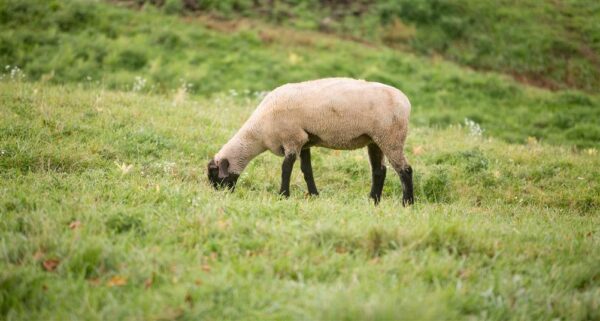 Pineland Farms