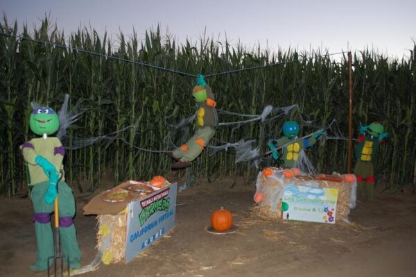 Pumpkin Maze