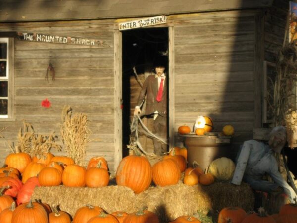 Pumpkin Pickin' Paradise