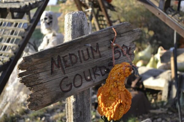 Pumpkin Pickin' Paradise