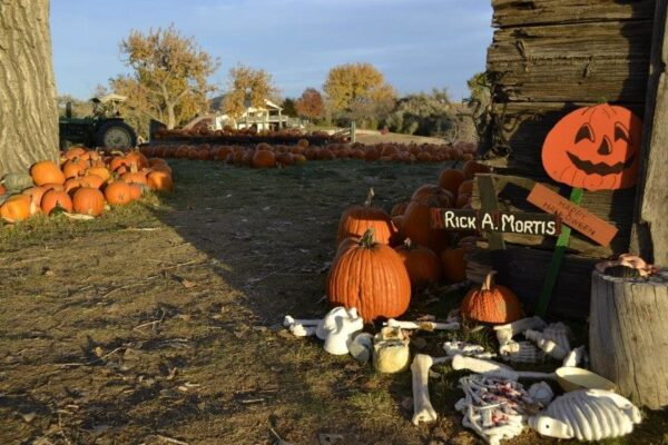 Pumpkin Pickin' Paradise