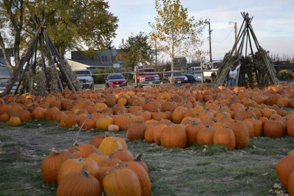 Pumpkin Pickin' Paradise