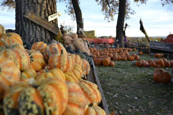 Pumpkin Pickin' Paradise