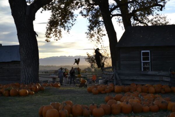 Pumpkin Pickin' Paradise