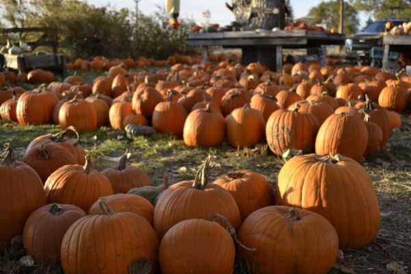 Pumpkin Pickin' Paradise