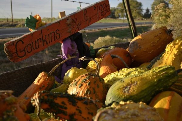 Pumpkin Pickin' Paradise