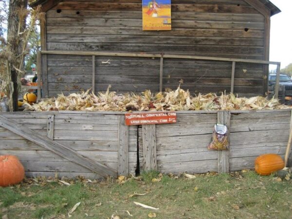 Pumpkin Pickin' Paradise