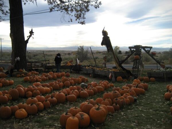 Pumpkin Pickin' Paradise