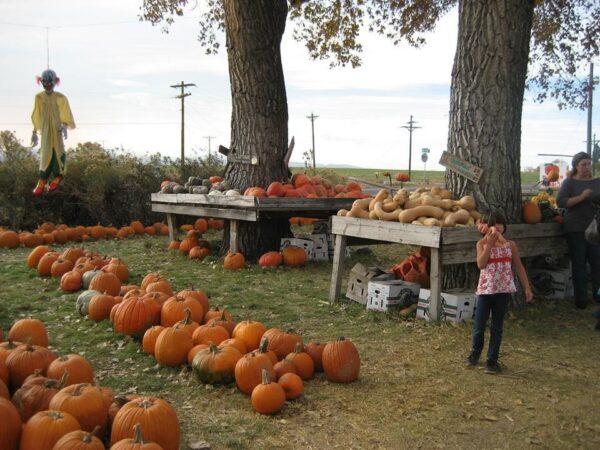 Pumpkin Pickin' Paradise