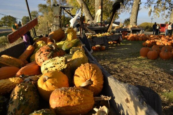 Pumpkin Pickin' Paradise