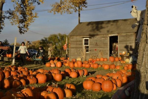 Pumpkin Pickin' Paradise