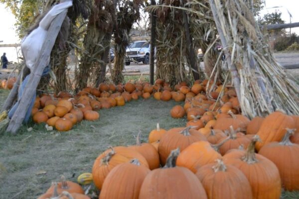 Pumpkin Pickin' Paradise