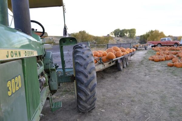 Pumpkin Pickin' Paradise