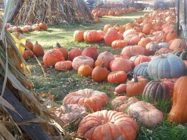 Pumpkin Pickin' Paradise