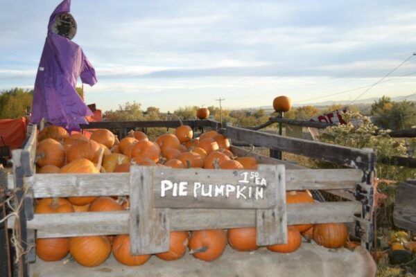 Pumpkin Pickin' Paradise