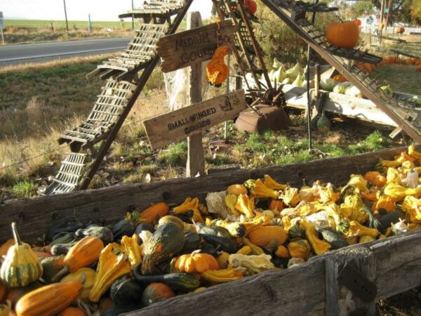 Pumpkin Pickin' Paradise