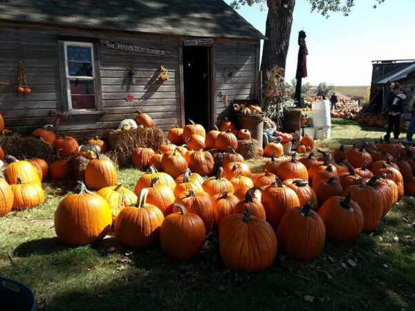 Pumpkin Pickin' Paradise