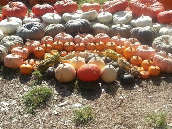 Pumpkin Pickin' Paradise