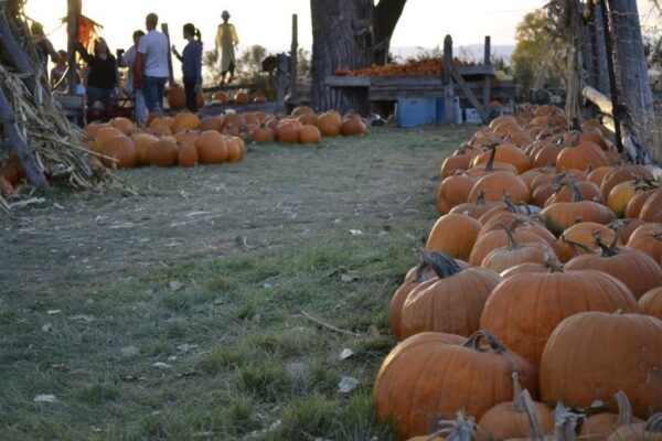 Pumpkin Pickin' Paradise