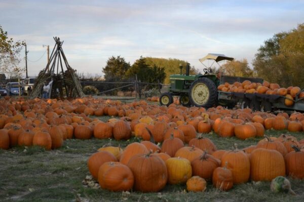 Pumpkin Pickin' Paradise