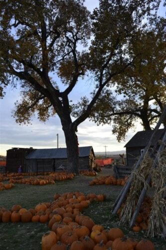 Pumpkin Pickin' Paradise