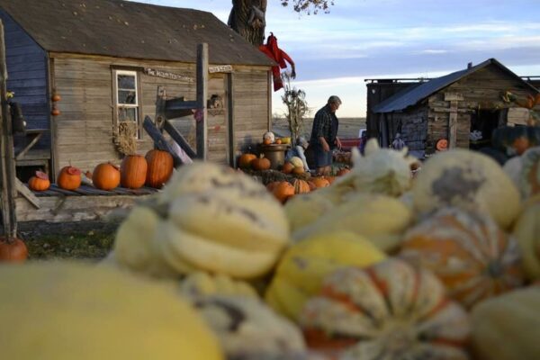 Pumpkin Pickin' Paradise