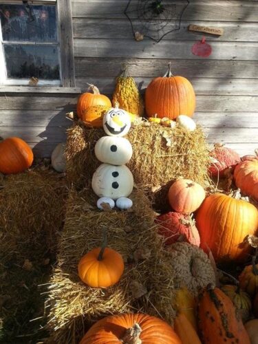 Pumpkin Pickin' Paradise