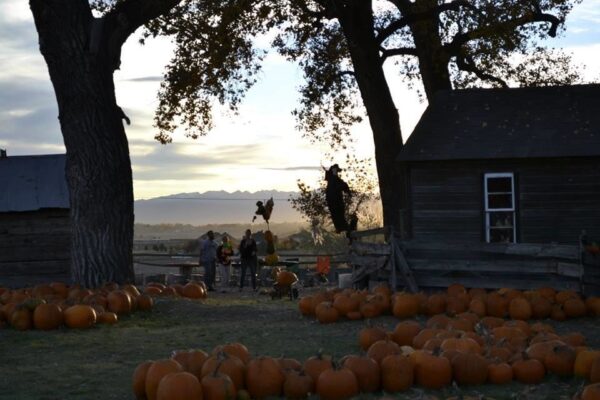 Pumpkin Pickin' Paradise