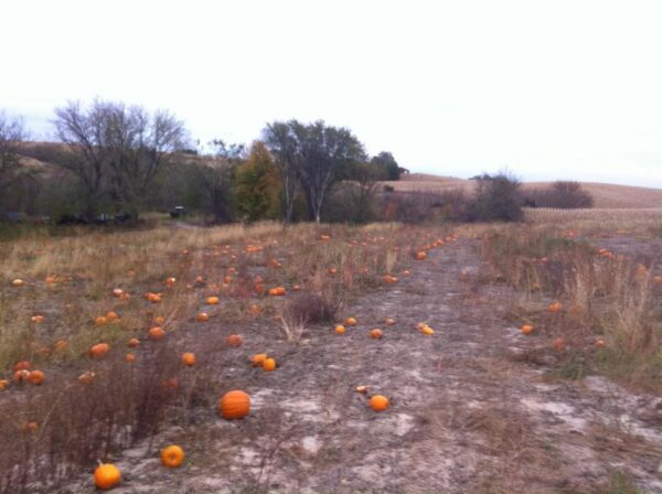 Reuvers' Nursery Haunted Night Maze