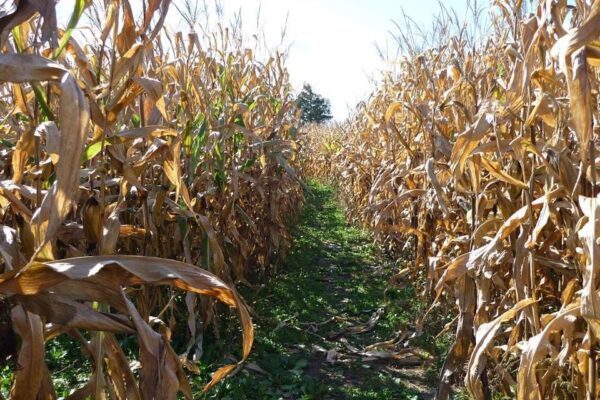 Reuvers' Nursery Haunted Night Maze