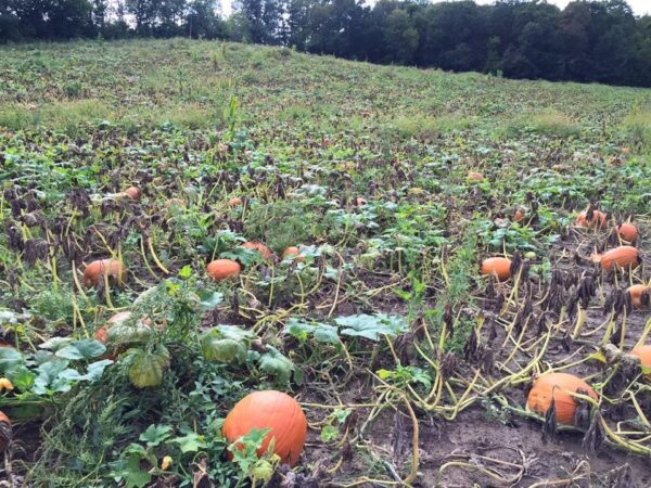 Reuvers' Nursery Haunted Night Maze