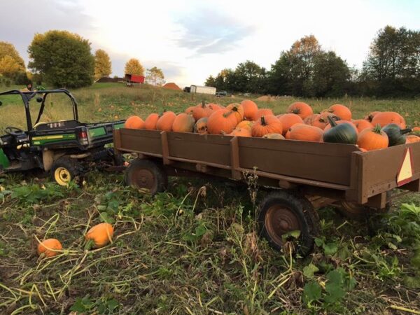 Reuvers' Nursery Haunted Night Maze