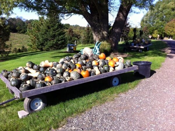 Reuvers' Nursery Haunted Night Maze