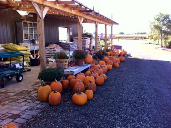 Reuvers' Nursery Haunted Night Maze