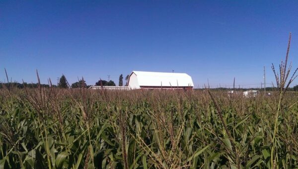 Slaughterhouse Adventure & Grand River Corn Maze