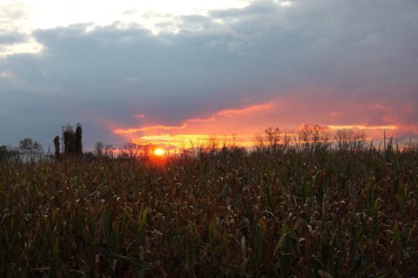 Slaughterhouse Adventure & Grand River Corn Maze