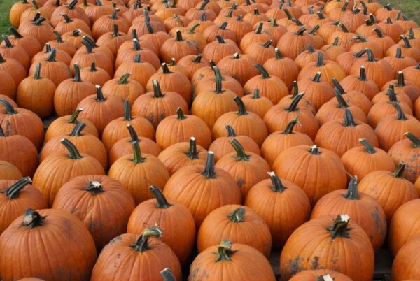 The Cornstalk Farm