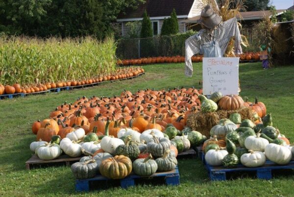 The Cornstalk Farm