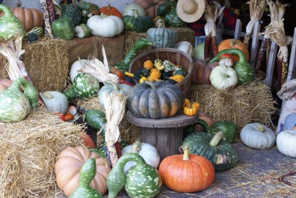The Cornstalk Farm