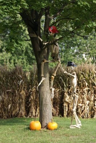 The Cornstalk Farm