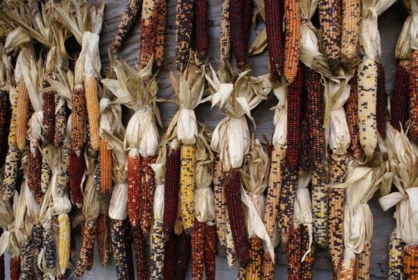 The Cornstalk Farm