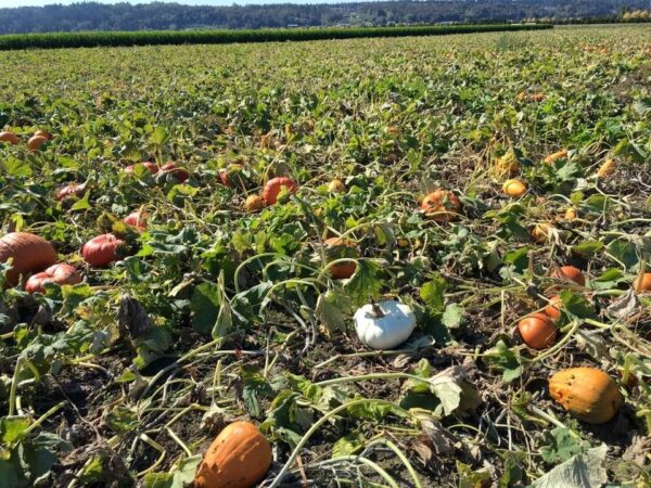 Thomas Family Farm