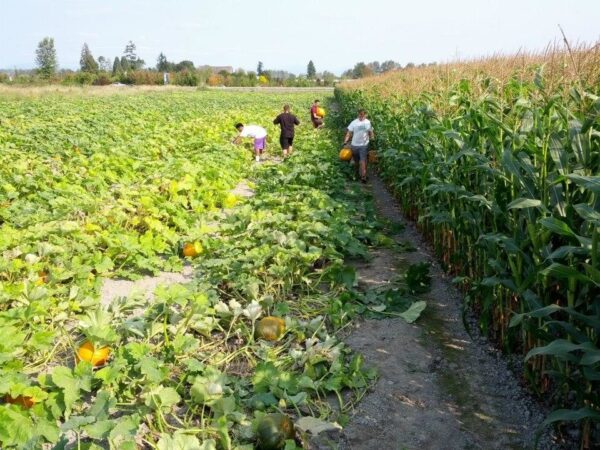 Thomas Family Farm